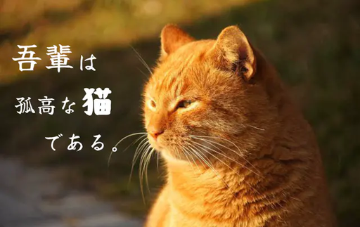 吾輩は孤高な猫である