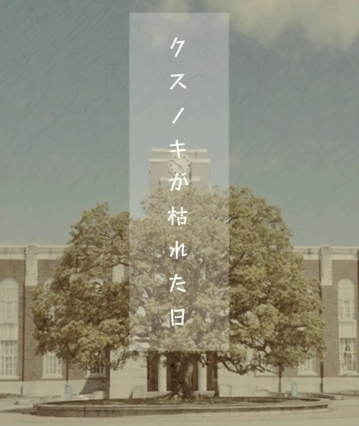 クスノキが枯れた日