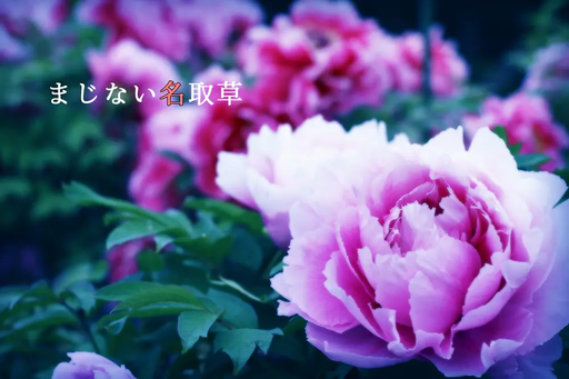 まじない名取草